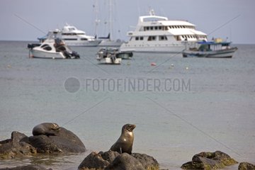 Sea lions in the Galapagos island port Galapagos islands