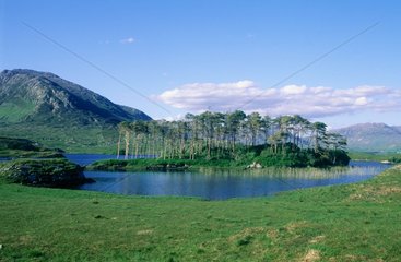 Connemara  lac des pins