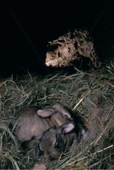 Young European Rabbits sleeping in a burrow