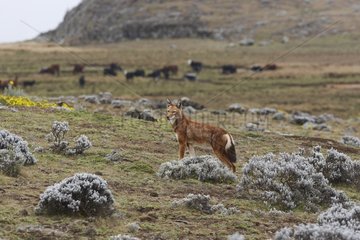 Ethiopian Wolf in the Bale Mountains NP in Ethiopia