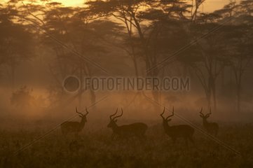 Impalas males National park Nakuru Kenya