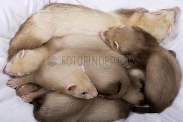 Female Ferret and its young people of 6-7 weeks France