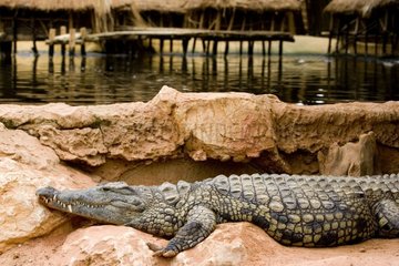 Krokodil des Nils ruhen mit der Sonne auf Felsen