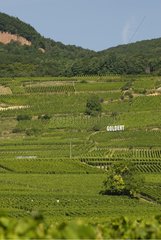 Panel Goldert a vineyard France