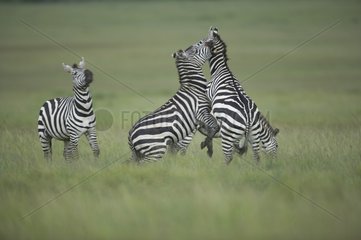Fight between Grant's Zebras Masaï Mara Kenya