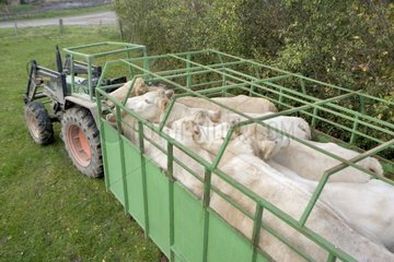 Transport de Charolaises dans une bétaillère