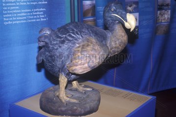 Reconstitution de Dodo dans une exposition sur biodiversité