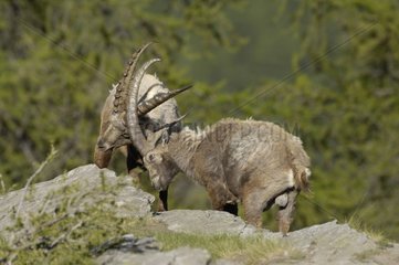 Ibex fighting Gran Paradiso peak NP Italy