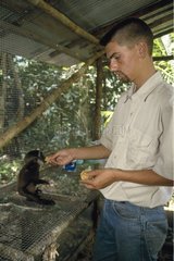 Man nourishing with the hand a young Gibbon Borneo