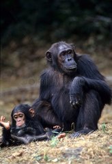 Mother and young Eastern common chimpanzee Gombe NP Tanzania