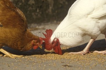 Coq et poule picorant du grain
