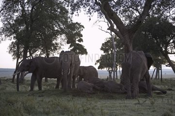 African elephants resting in the forest Masaï Mara Kenya