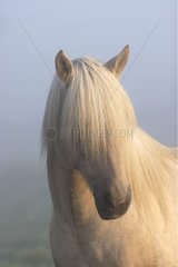 Henson Horse im Nebel Mailleray Sur Seine Frankreich
