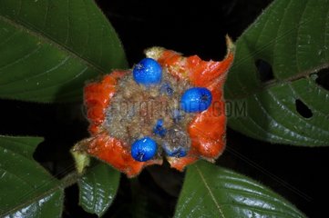 Psychotria en fruit Guyane française