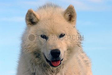 Portrait of sled dog Canadian Arctic