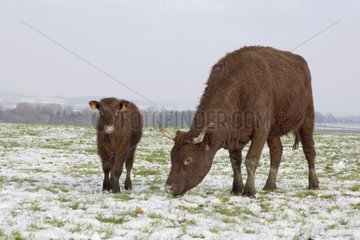 Cow salers and its calf under snow France [AT]
