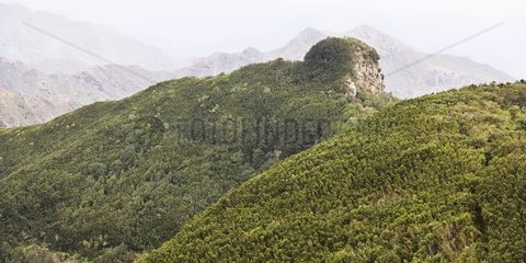 Gipfel mit Wald Teneriffa Canary bedeckt