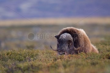Muskox lying at rest in the afternoon Norway