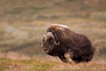 Muskox male ran to meet a rival Norway