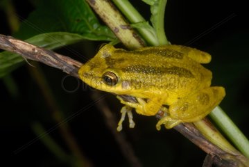 Roter Schnauze Baumfrog auf STEM French Guayana