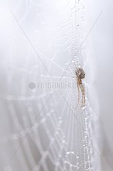 Spider at steal on its cobweb covered with droplets
