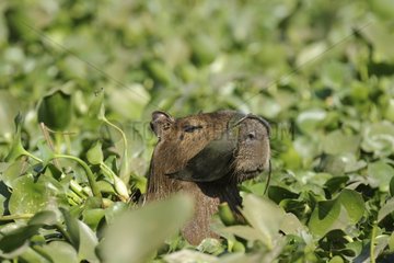 Capybara in the aquatic vegetation Pantanal Brazil