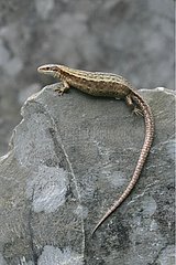 Common Lizard on rock Dorset England