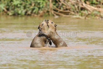 Young capybaras playing in the water Pantanal Brazil