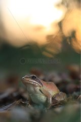 Grass frog on a dead leaf