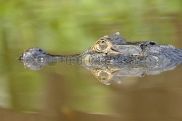 Portrait of Spectacled Caiman in the water Pantanal Brazil