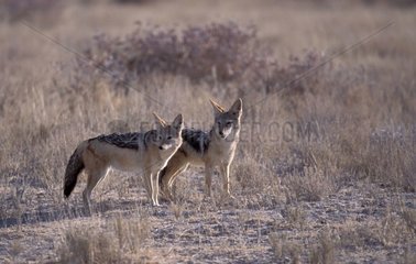 Pair of Black-backed jackals Etosha Namibia