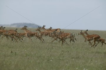 Groupe d'Impalas courant Masaï Mara Kenya