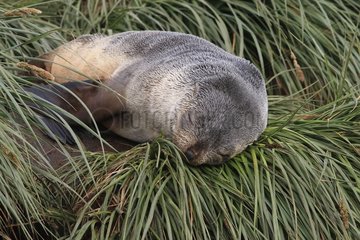Antarktische Fursealschlaf auf Gras -Prion -Insel