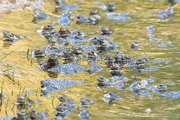 Gathering of European frog in parade Lake of Jura France