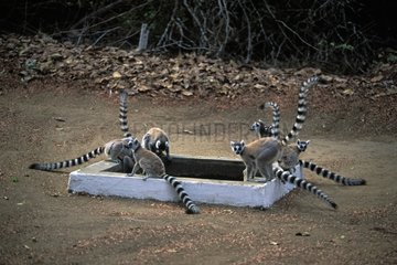Groupe de Maki catta buvant à un bassin Madagascar
