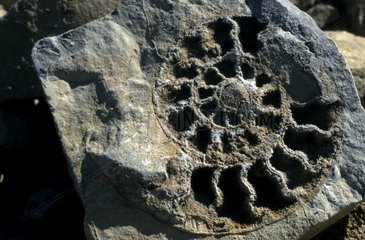 Ammonit und Partie évidée et Cristallisée des Vosges du Nord