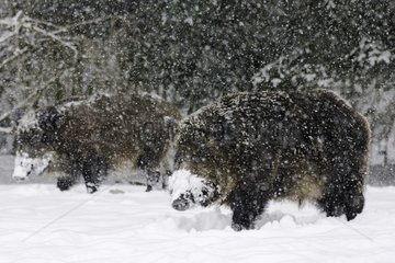 Wild boars under snow Schleswig-Holstein Germany