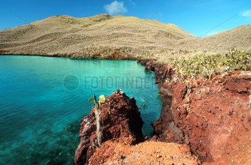 Bay of Rabida Island Galapagos