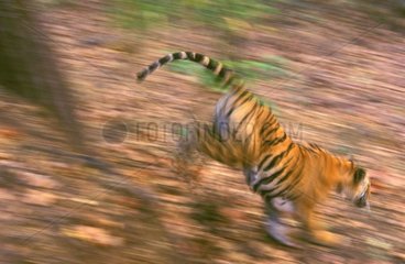 Junger Tiger von Bengal PN Bandhavgarh Indien
