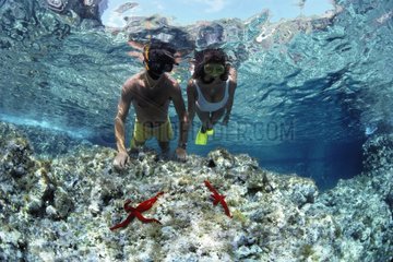Apnoe -Taucher und Koralle des Roten Meeres