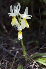 Sparse-flowered Orchid flowers Peloponnese Greece