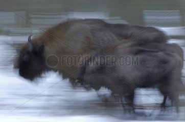 European bisons running insnow Bialowieza Poland