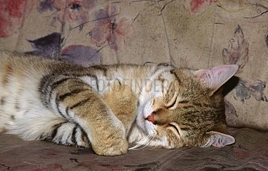 Tête d'un chat de gouttière dormant