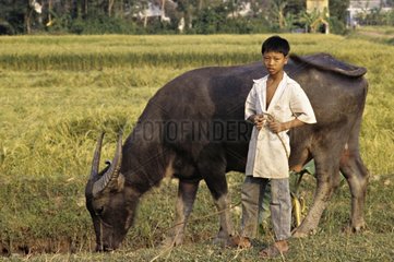 Young Hindu boy close to a crowned cow