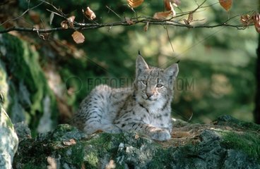 Luchs Boreal Young in Ruhe