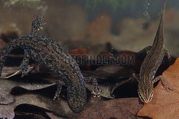Female Alpine Newt on left and male Palmate Newt on right