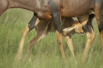 Young Topi in the legs of its mother Masai Mara Kenya