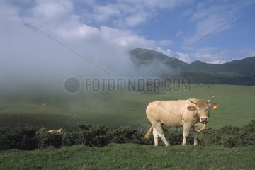 Kuhblonde d'Aquitaine in Berg Weide Haute-Pyrénées