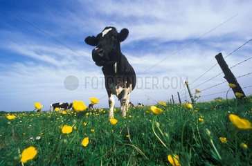Vaches Prim'Holstein au pré France