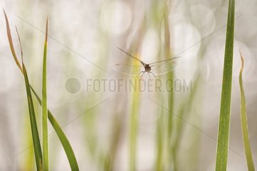 Common Darter flying near a pond in Ardèche France